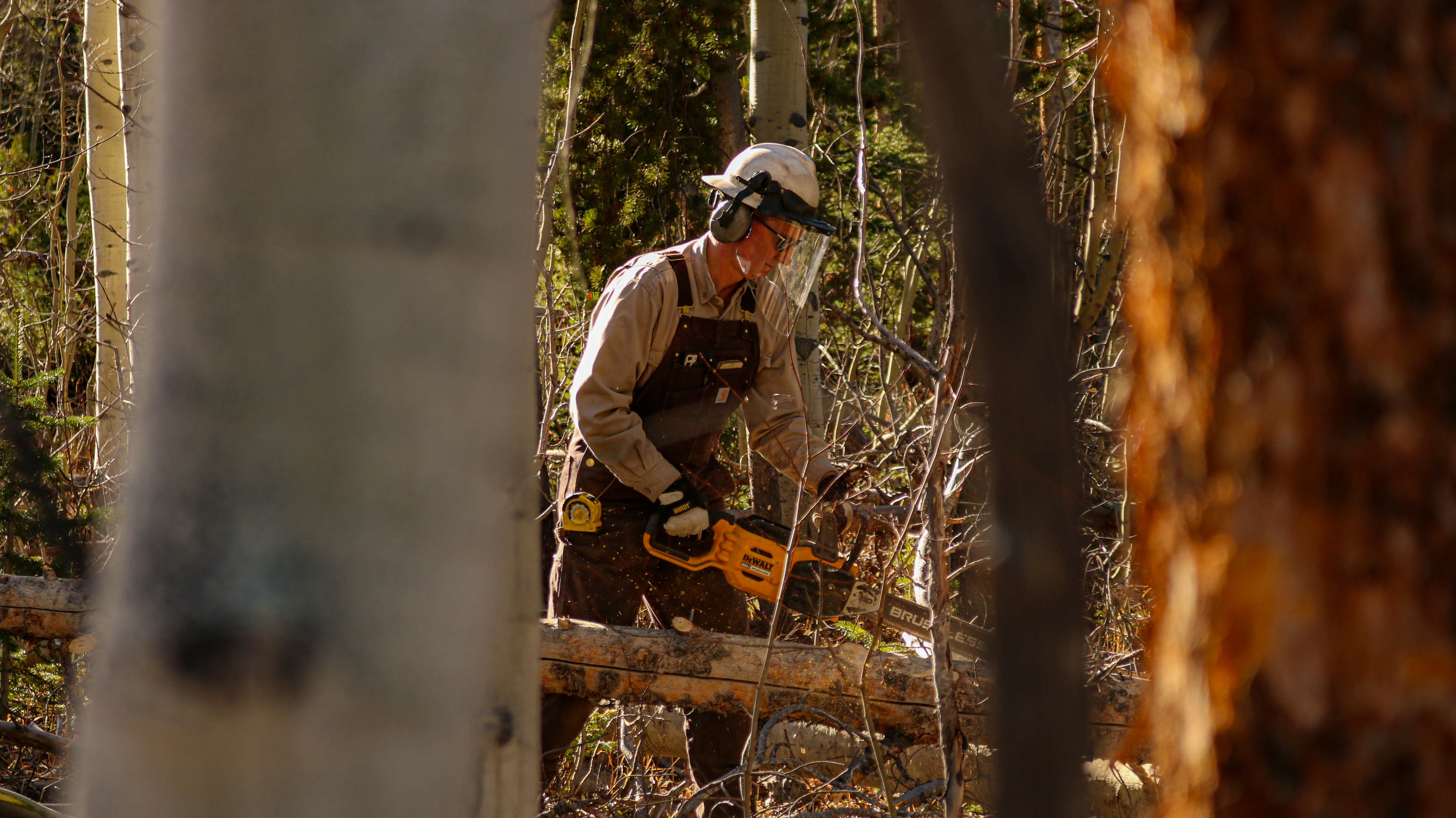 Expert Tree Care